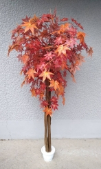 098 Veštako drveće